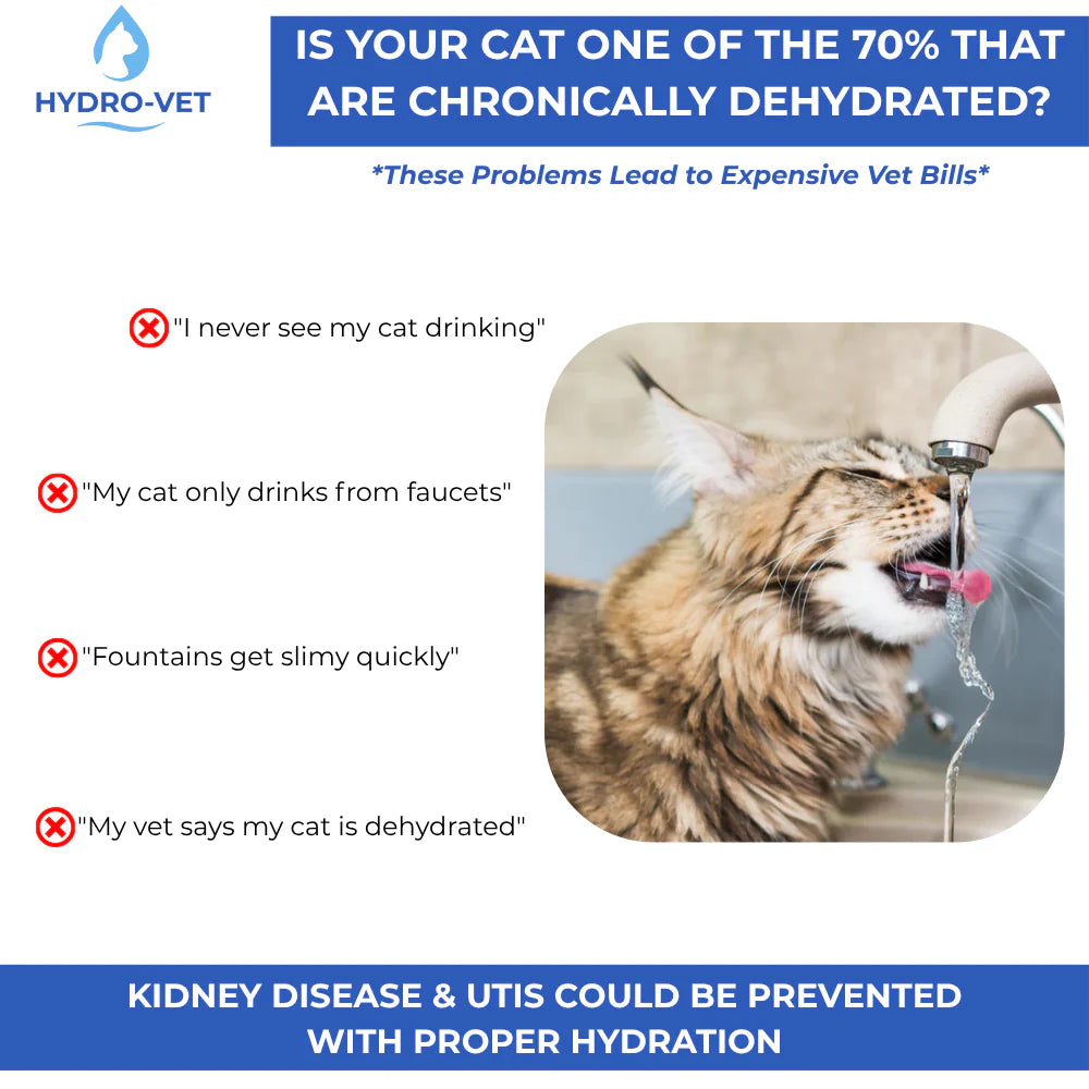 Give Your Cat Years More Healthy Life With HydroVet